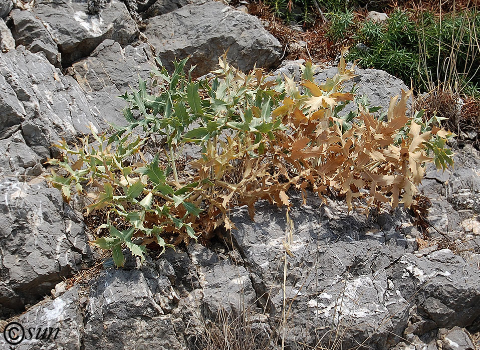 Image of Eryngium campestre specimen.