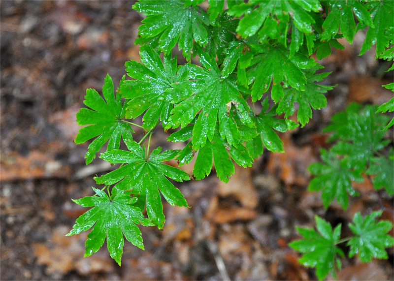 Изображение особи Acer pseudosieboldianum.