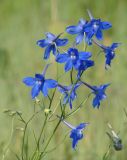 Delphinium grandiflorum. Соцветия с цветками и бутонами. Иркутская обл., Иркутский р-н, долина р. Иркут. 14.07.2014.