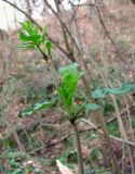 Sambucus nigra