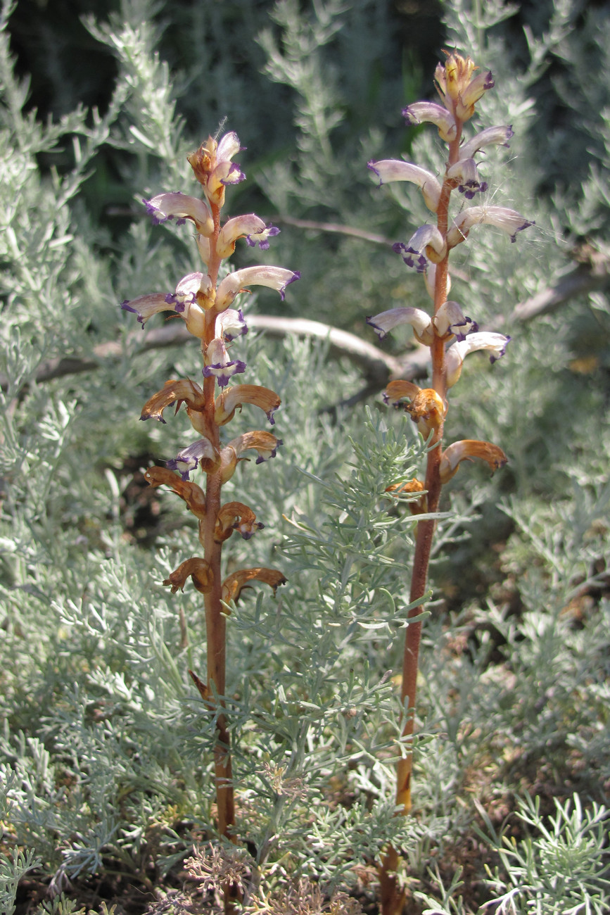 Image of Orobanche cumana specimen.