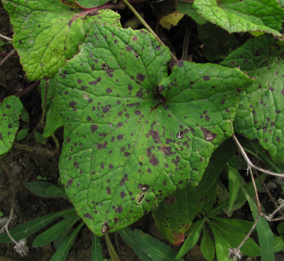 Image of Tussilago farfara specimen.