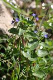 Veronica beccabunga ssp. muscosa