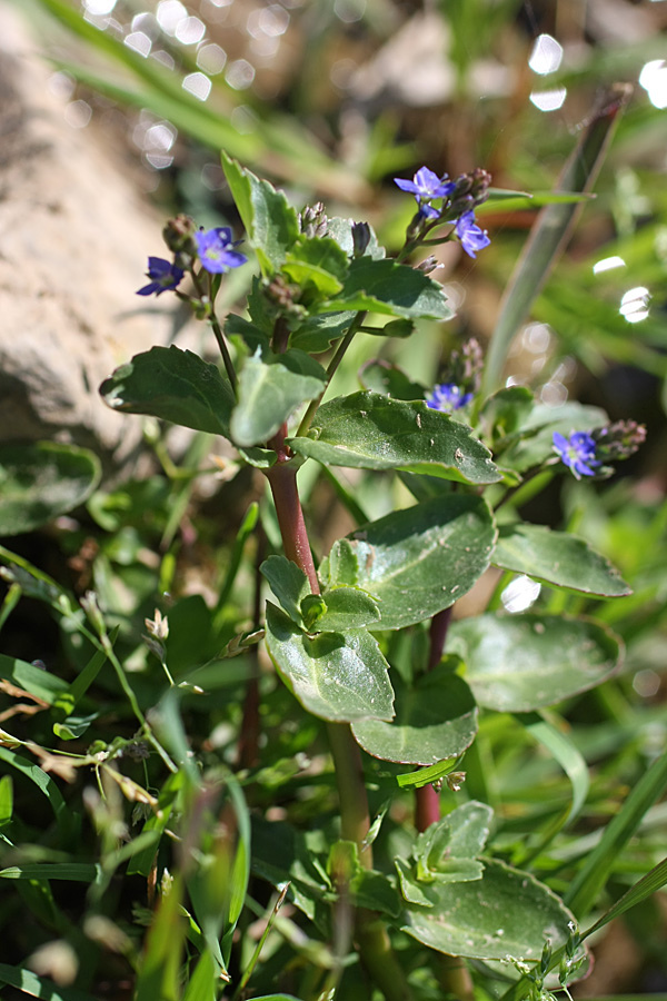 Изображение особи Veronica beccabunga ssp. muscosa.