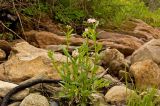 Myosotis palustris