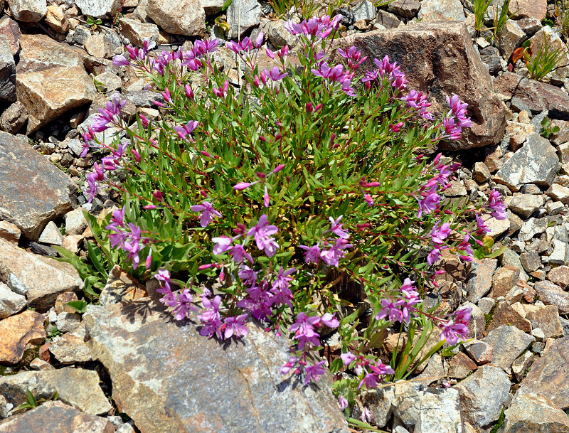 Image of Chamaenerion colchicum specimen.