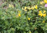 Lotus tauricus