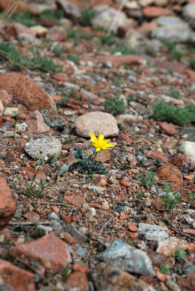 Image of Scorzonera circumflexa specimen.