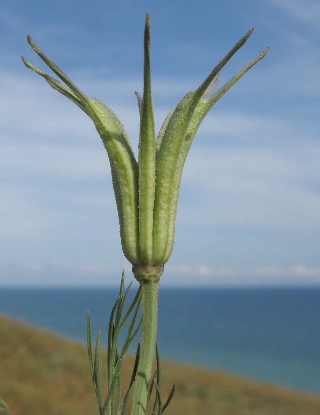 Image of Nigella arvensis specimen.