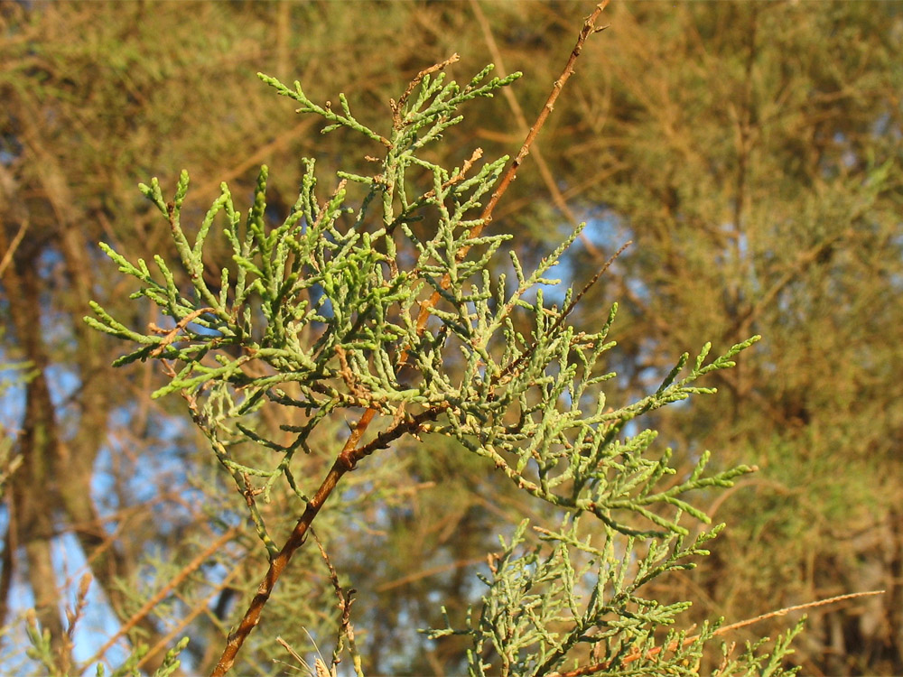 Image of Tamarix canariensis specimen.