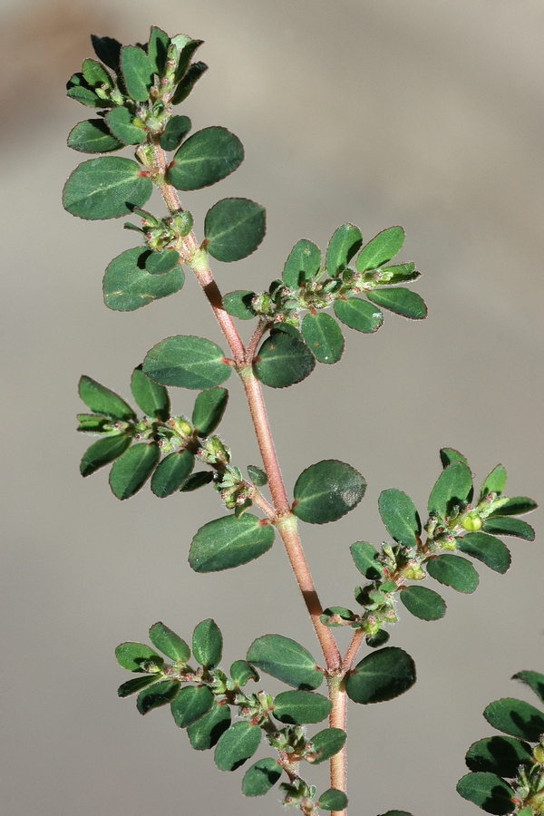 Изображение особи Euphorbia prostrata.