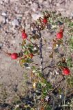 Rosa fedtschenkoana