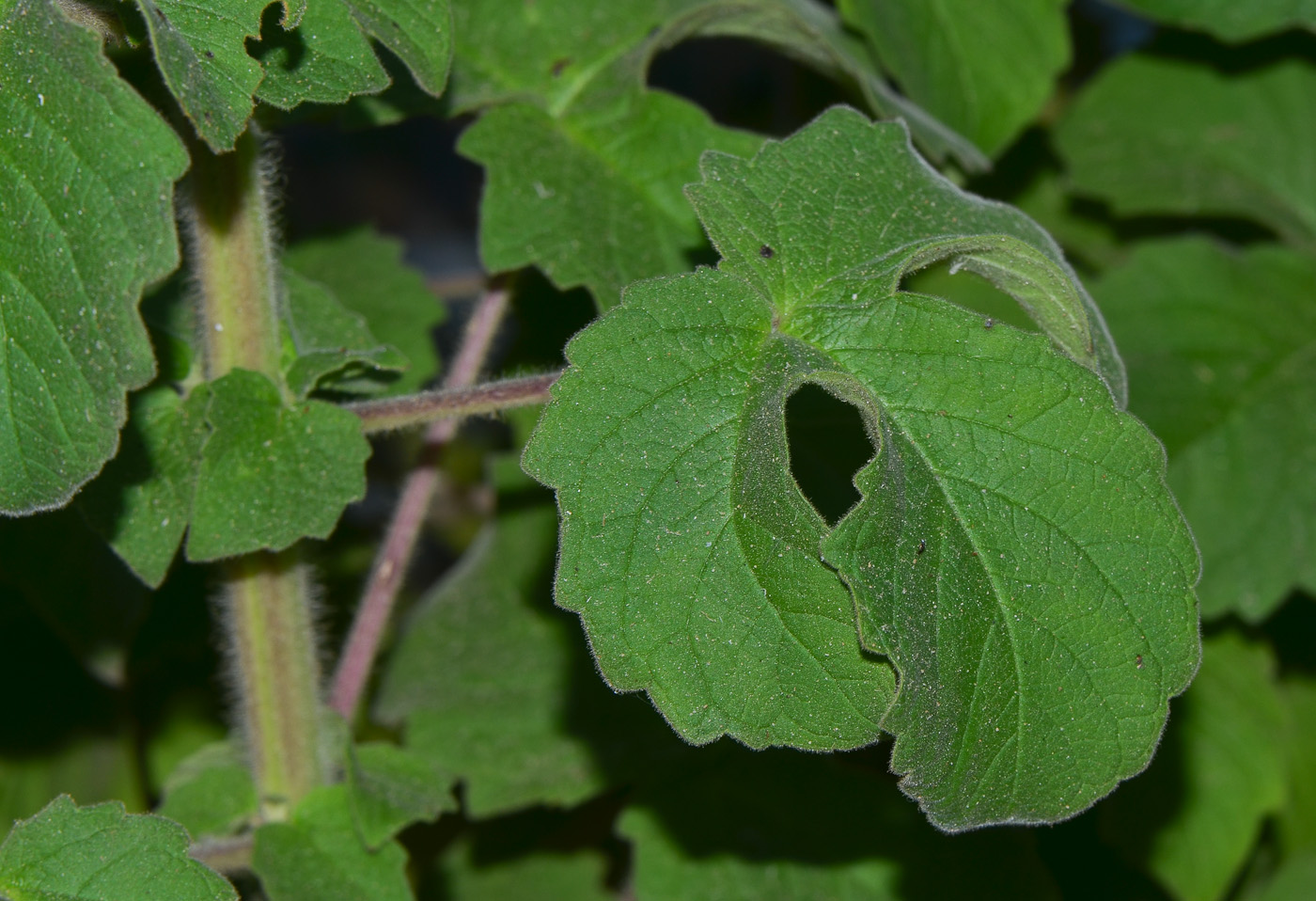 Изображение особи Ceratotheca triloba.