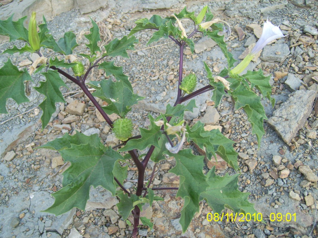 Изображение особи Datura stramonium.