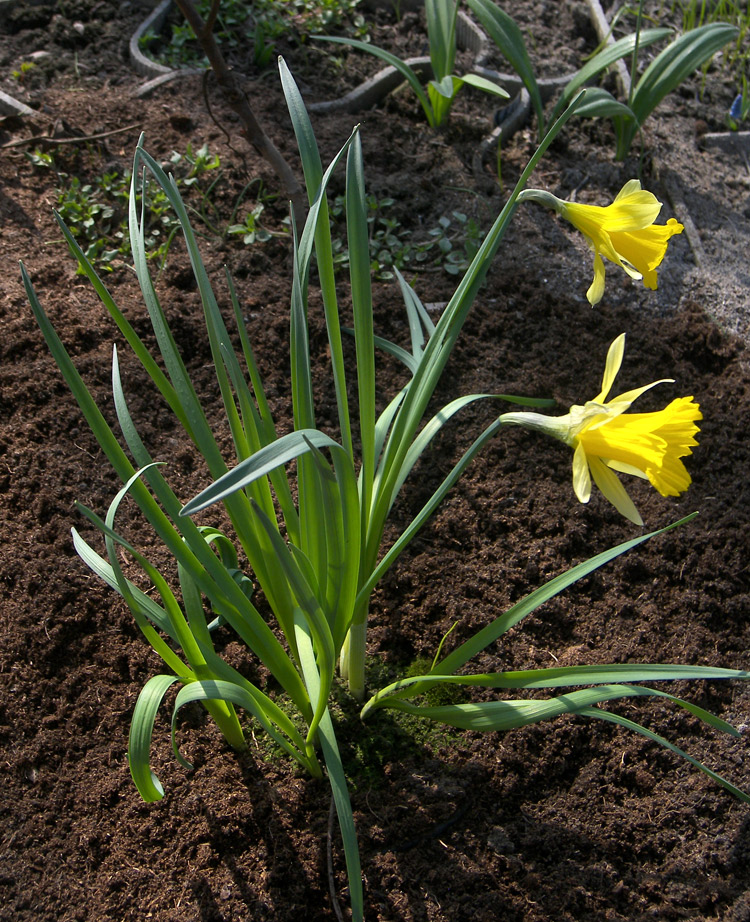 Image of Narcissus confusus specimen.