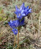 Gentiana decumbens. Верхушки побегов с соцветиями. Якутия (Саха), южные окр. г. Якутска, степь. 16.08.2012.