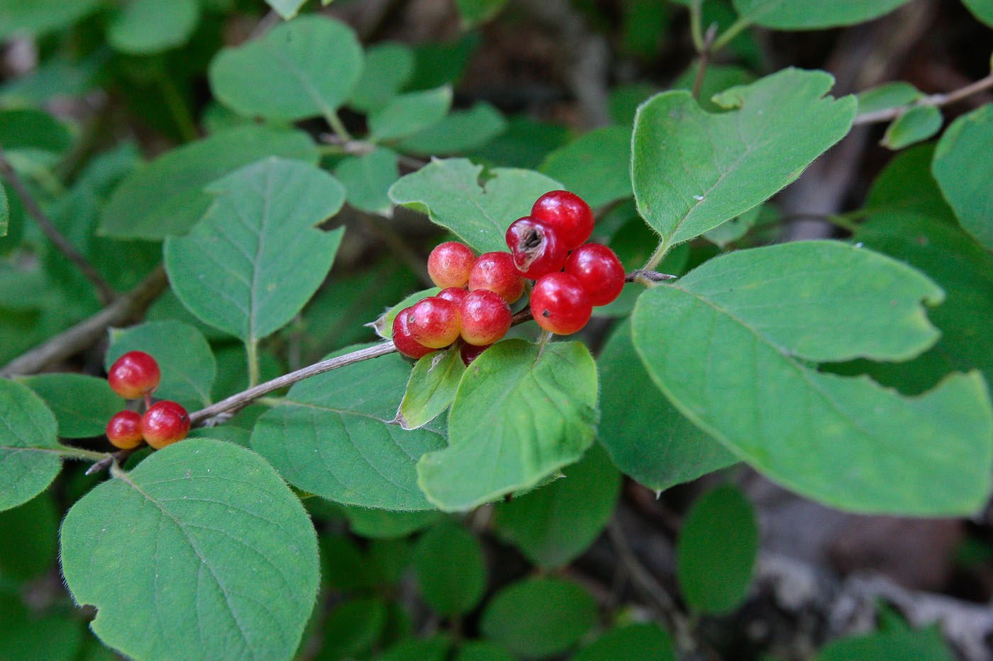 Image of Lonicera xylosteum specimen.