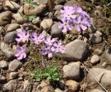 Primula serrata