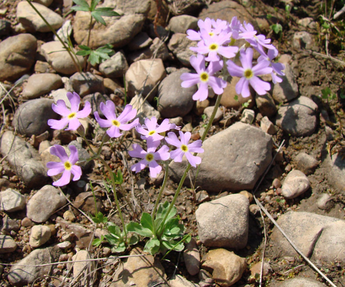 Изображение особи Primula serrata.