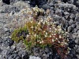 Saxifraga spinulosa. Цветущее растение. Бурятия, Окинский р-н, падь Хи-Гол, ≈ 2000 м н.у.м., лавовое поле у подножия вулкана Кропоткина. 11.07.2015.