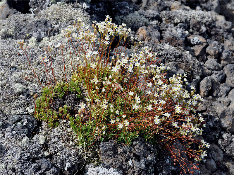 Изображение особи Saxifraga spinulosa.