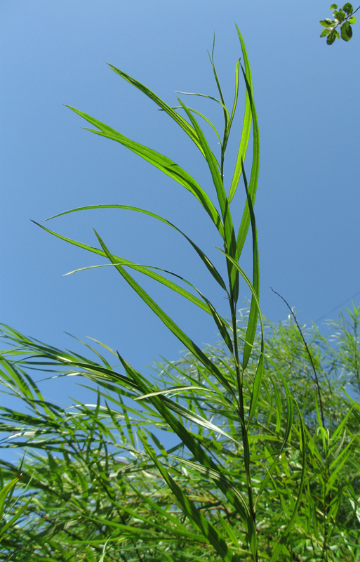 Image of Salix viminalis specimen.