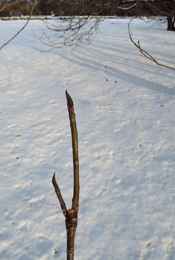 Image of Magnolia tripetala specimen.