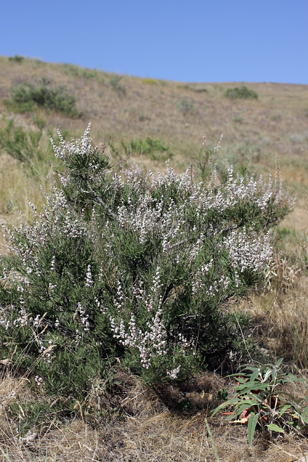 Image of Spiraeanthus schrenkianus specimen.