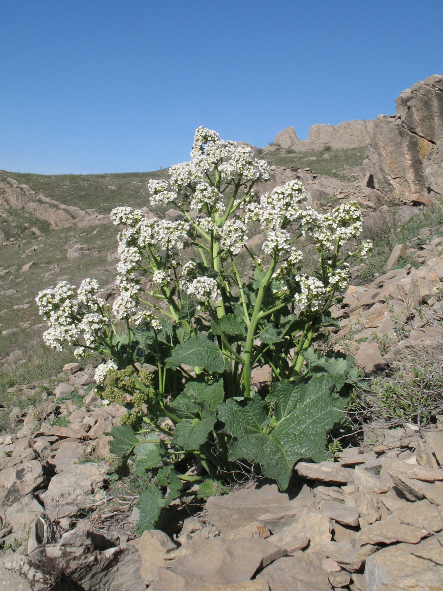 Image of Crambe kotschyana specimen.