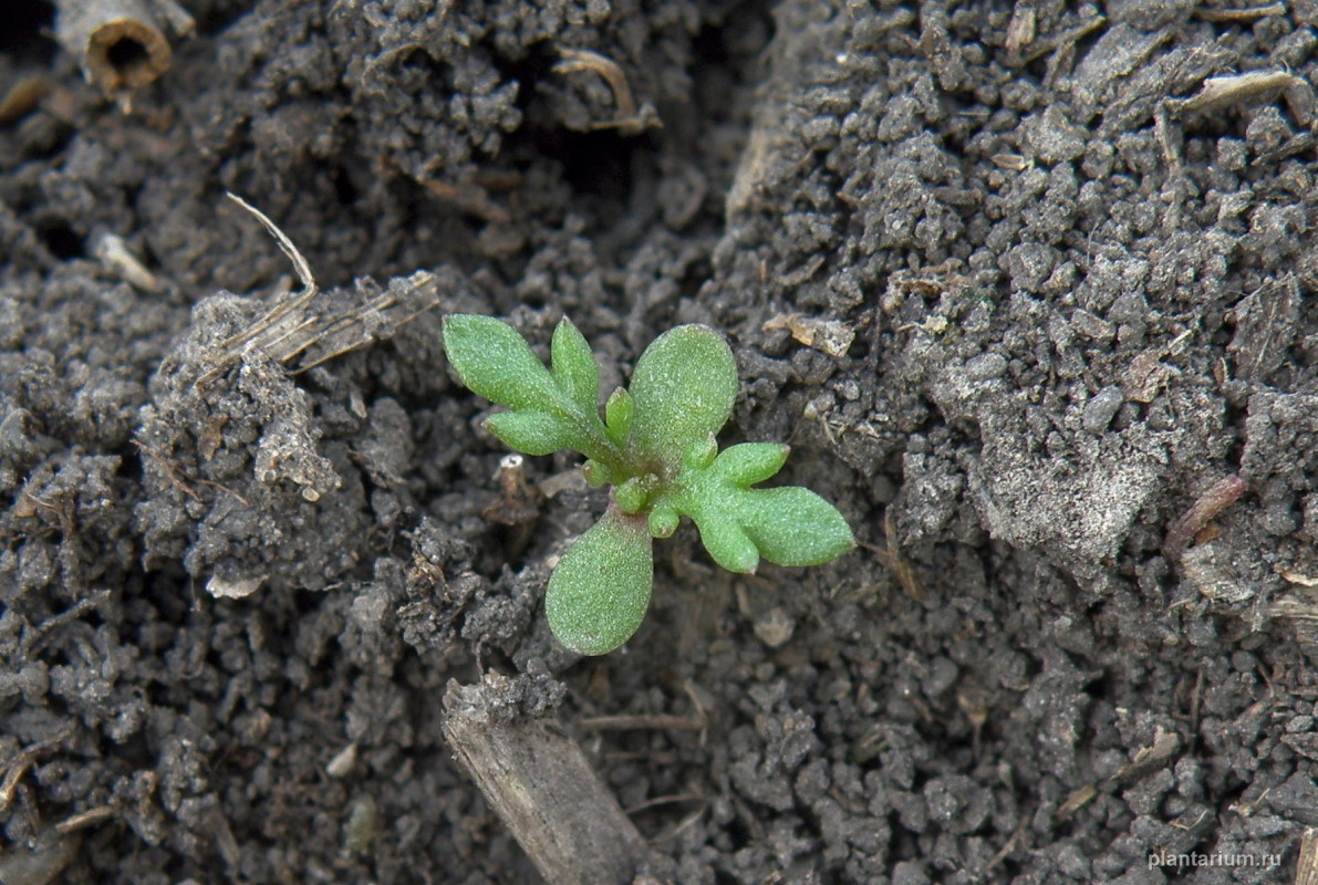 Image of Tripleurospermum inodorum specimen.
