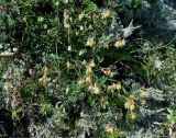 Astragalus membranaceus. Цветущее и плодоносящее растение. Приморье, Тернейский р-н, бухта Русская, прибрежный склон. 25.08.2015.