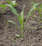 Zea mays