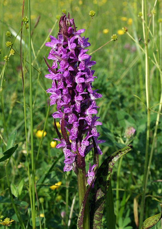 Изображение особи Dactylorhiza incarnata.