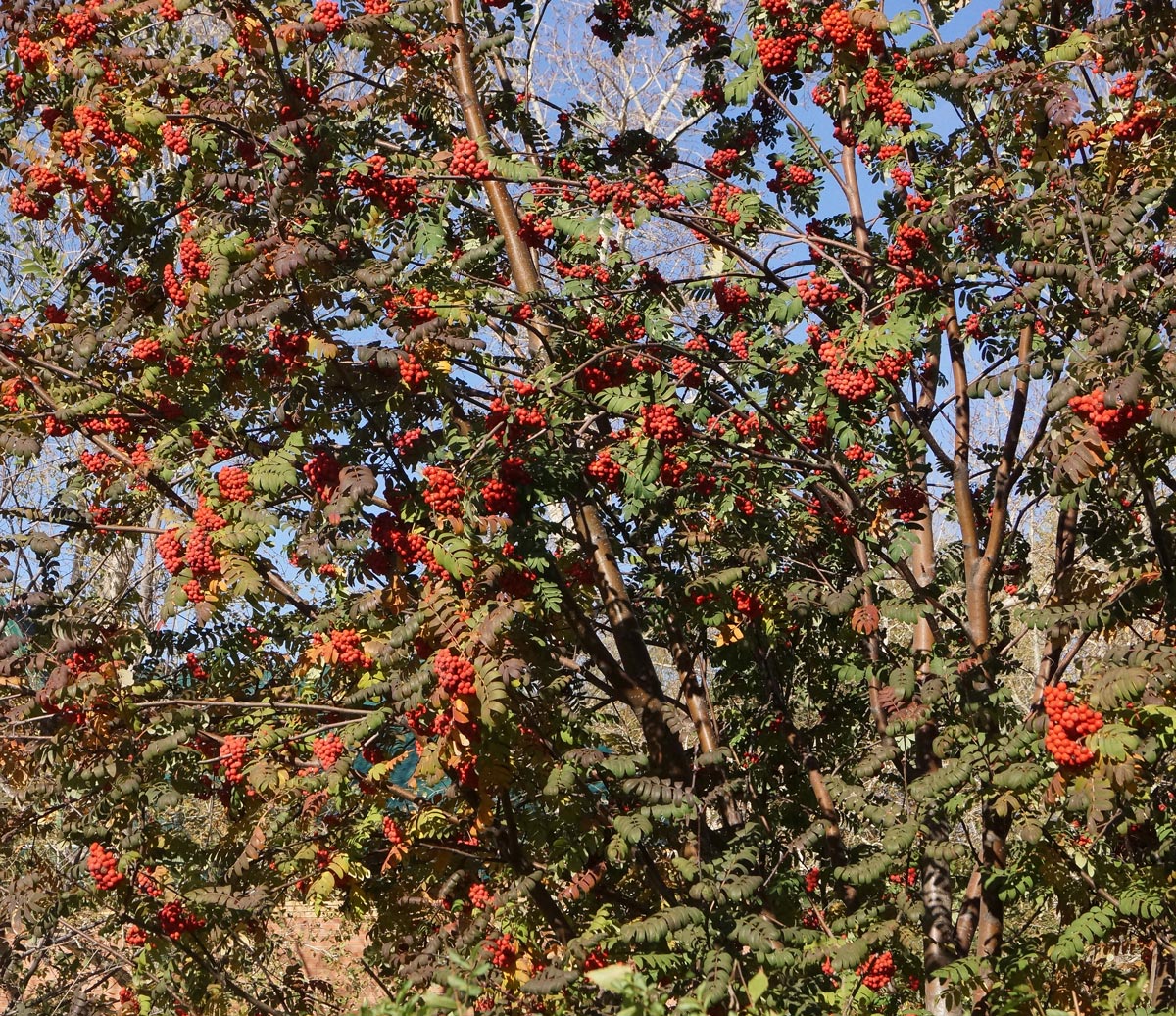 Изображение особи Sorbus sibirica.