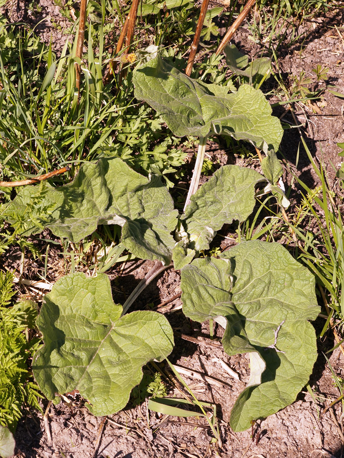 Image of Arctium tomentosum specimen.