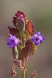 Glechoma hederacea. Верхушка цветущего растения. Татарстан, Нижнекамский р-н, окр. дер. Благодатная, лесостепной участок с чередованием степи и перелесков с преобладанием дуба. Открытый участок. 8 мая 2016 г.