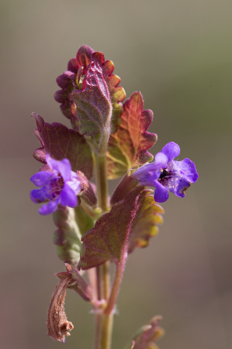 Изображение особи Glechoma hederacea.