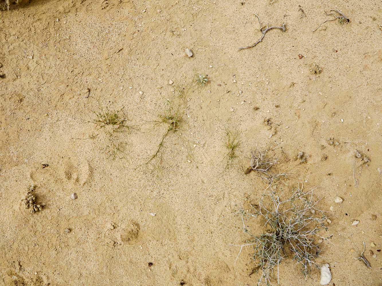 Image of Polycarpaea robbairea specimen.