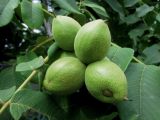 Изображение особи. Автор - Наталья Суровцева