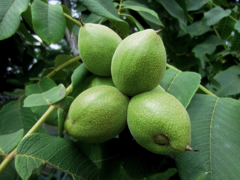 Изображение особи Juglans mandshurica.