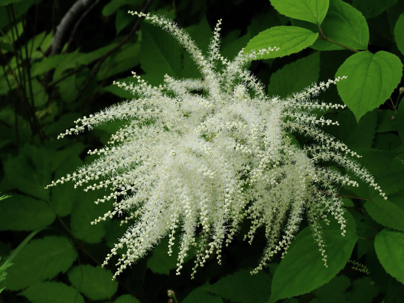 Изображение особи Aruncus dioicus.