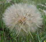 Tragopogon dubius подвид major. Соплодие. Белгородская обл., Губкинский р-н, запов. «Белогорье», Ямская степь. 16 июня 2009 г.