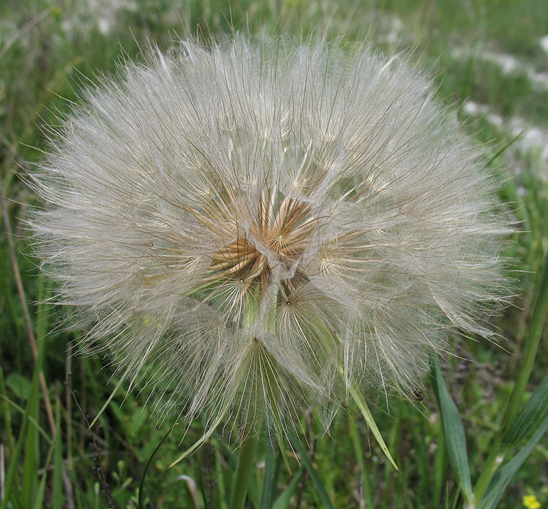 Image of Tragopogon dubius ssp. major specimen.