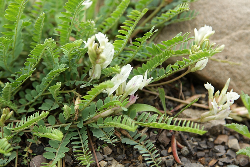 Изображение особи Astragalus demetrii.