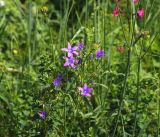 Campanula patula