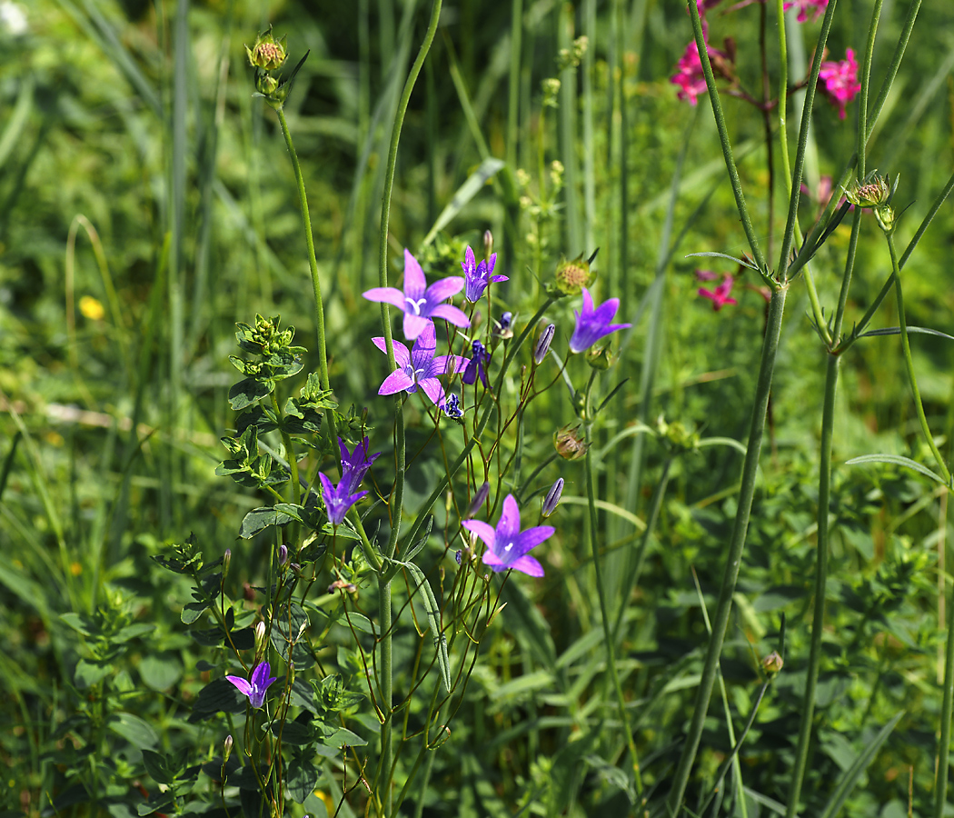 Image of Campanula patula specimen.