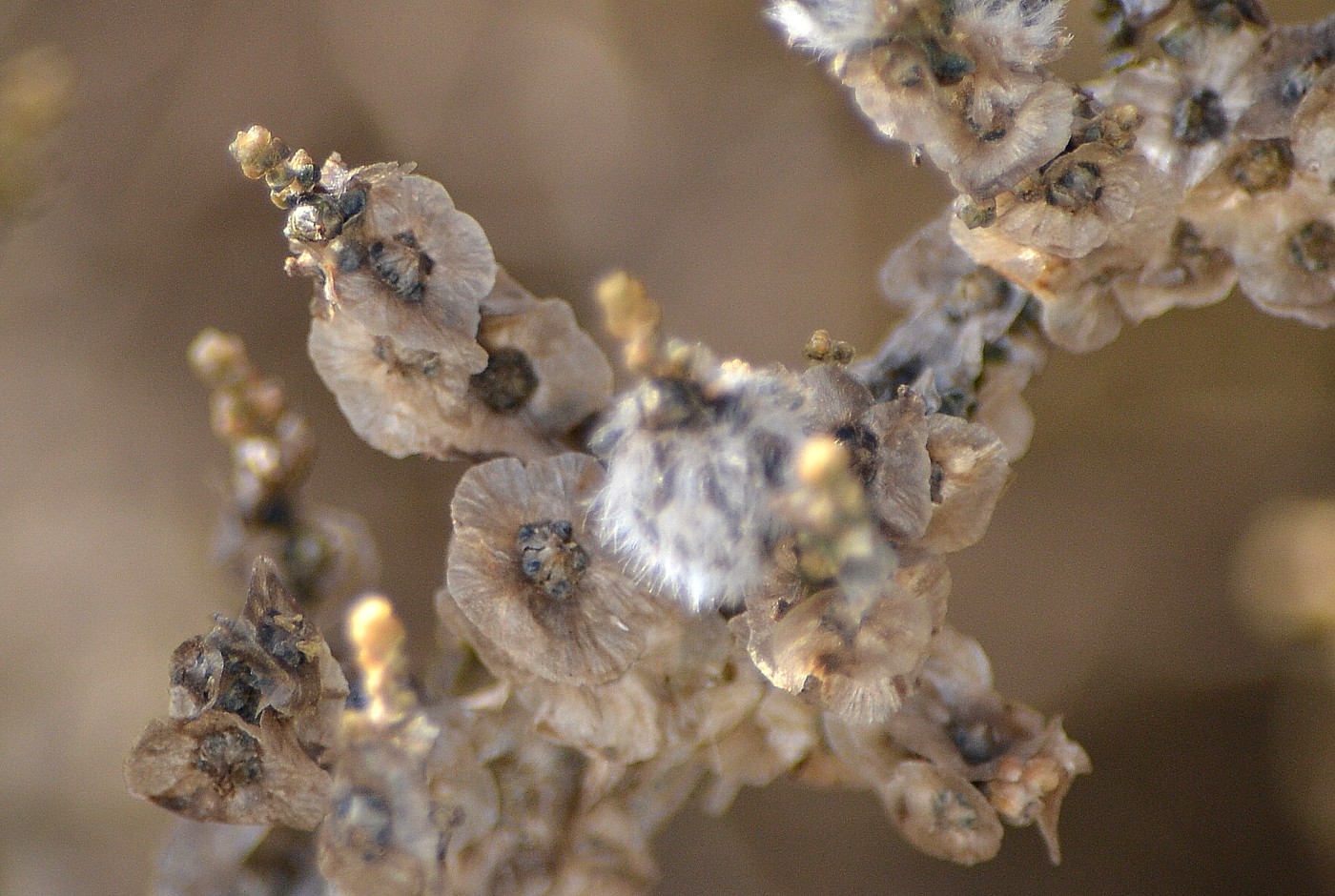 Image of Salsola dendroides specimen.