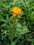 Trommsdorffia ciliata