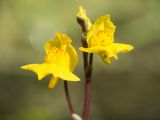Utricularia × neglecta