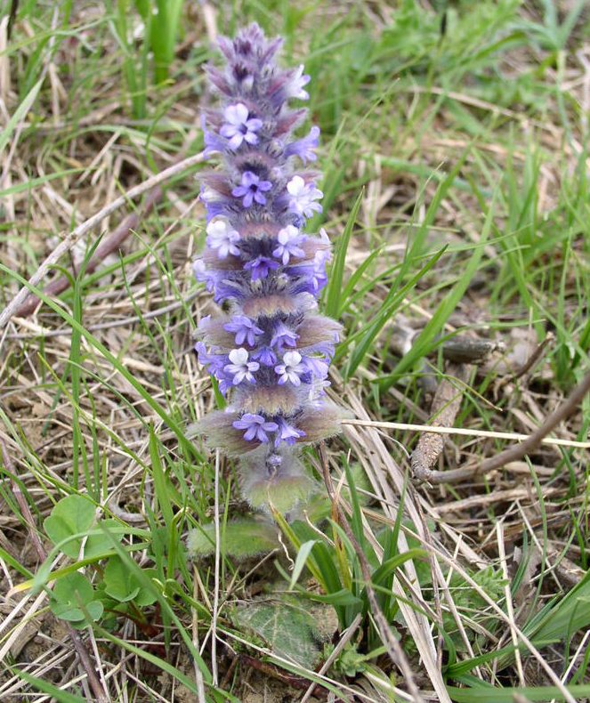 Image of Ajuga orientalis specimen.